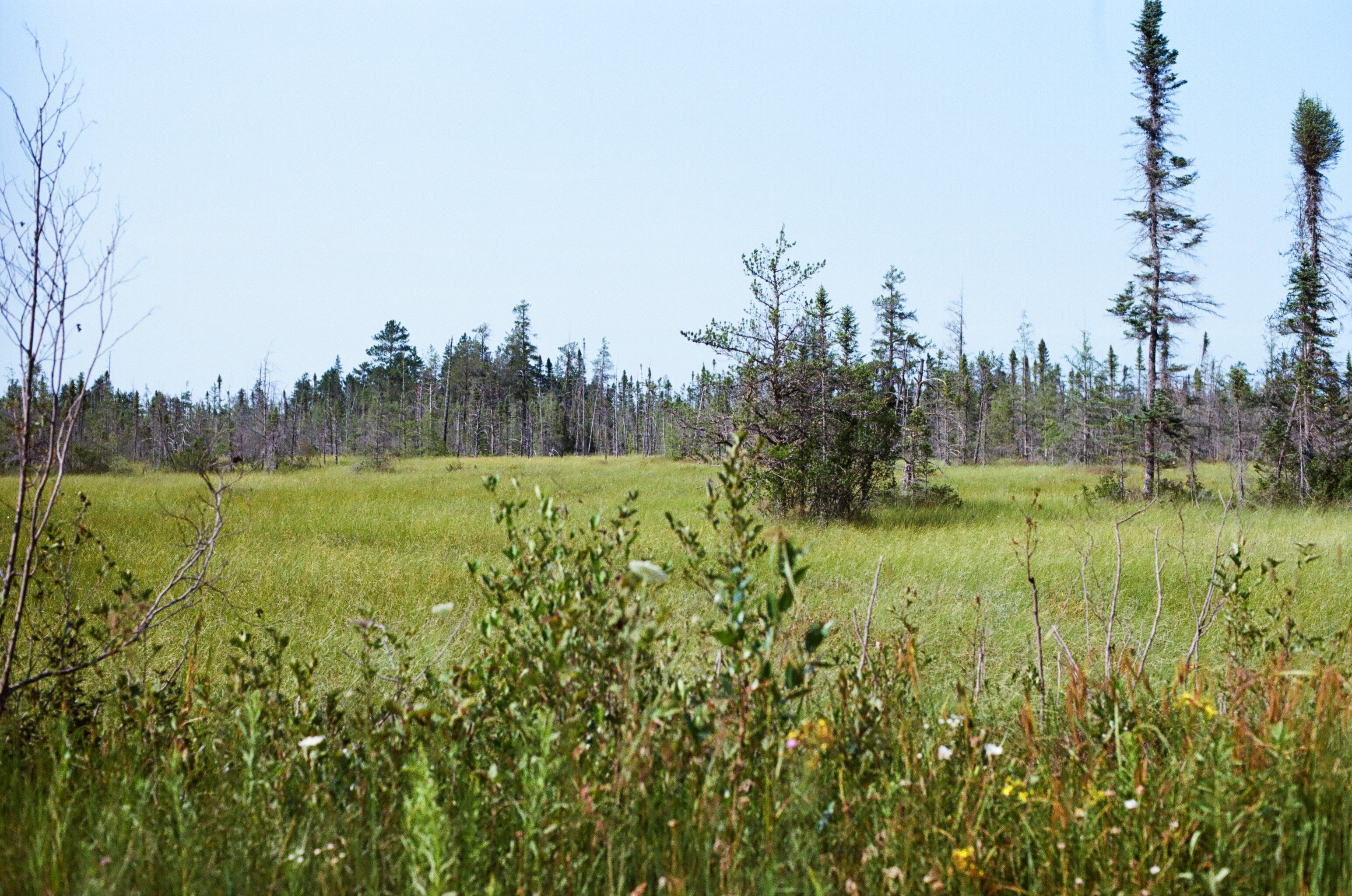 Muskeg landscape